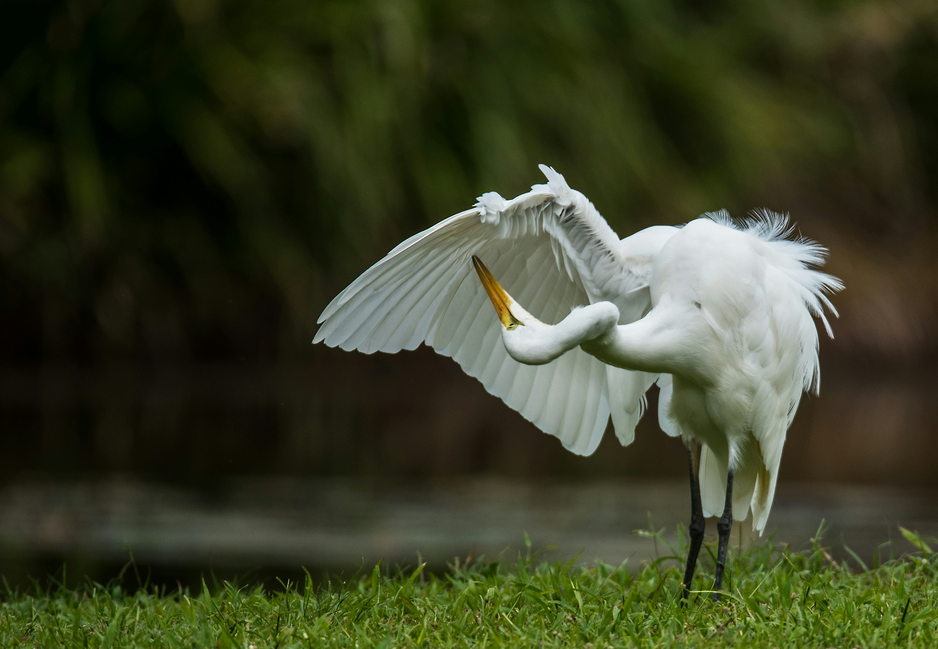 A Great Egret preens its feathers at Freshwater Lake in Cairns Australia.