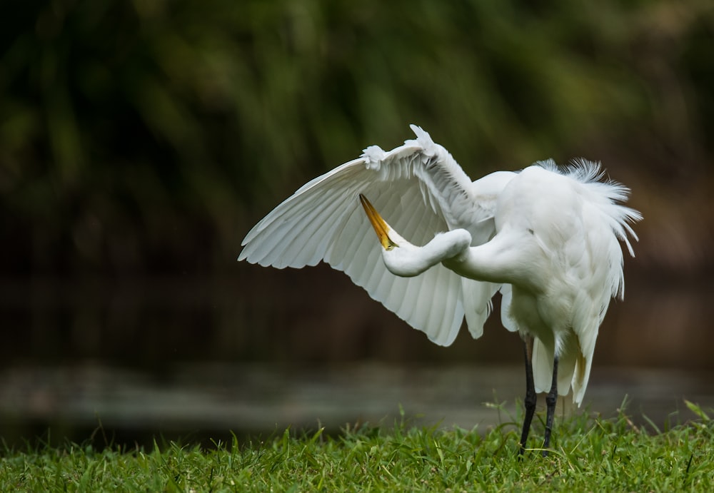 pájaro blanco sobre hierba verde