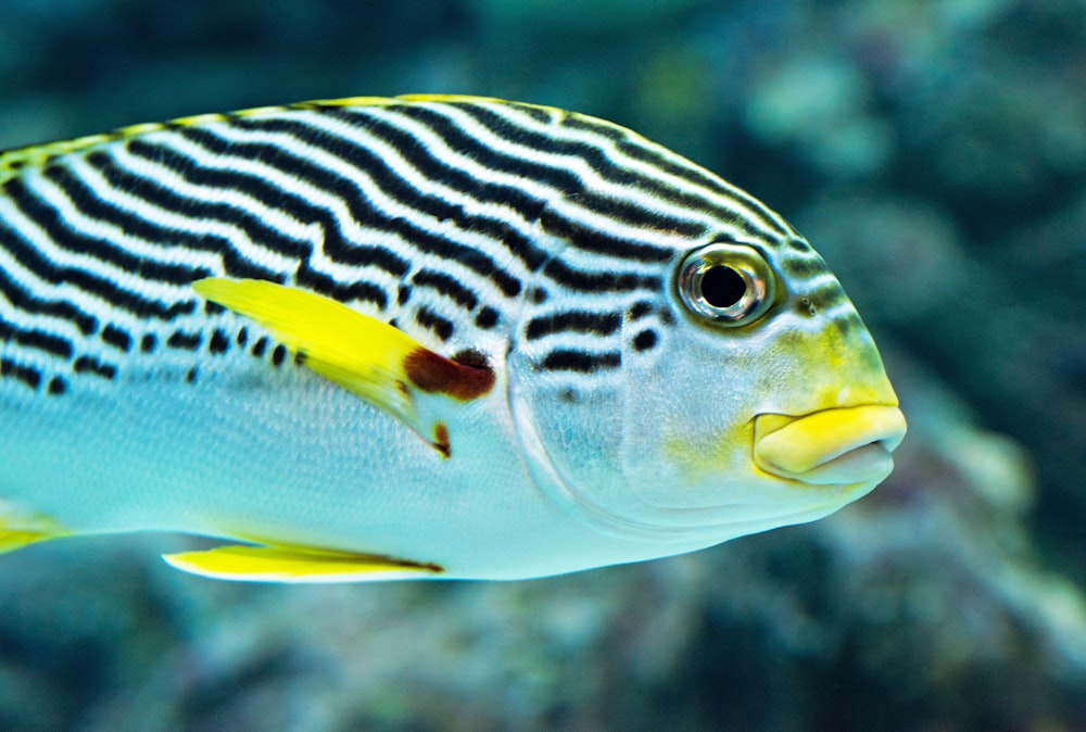 poissons blancs et gris