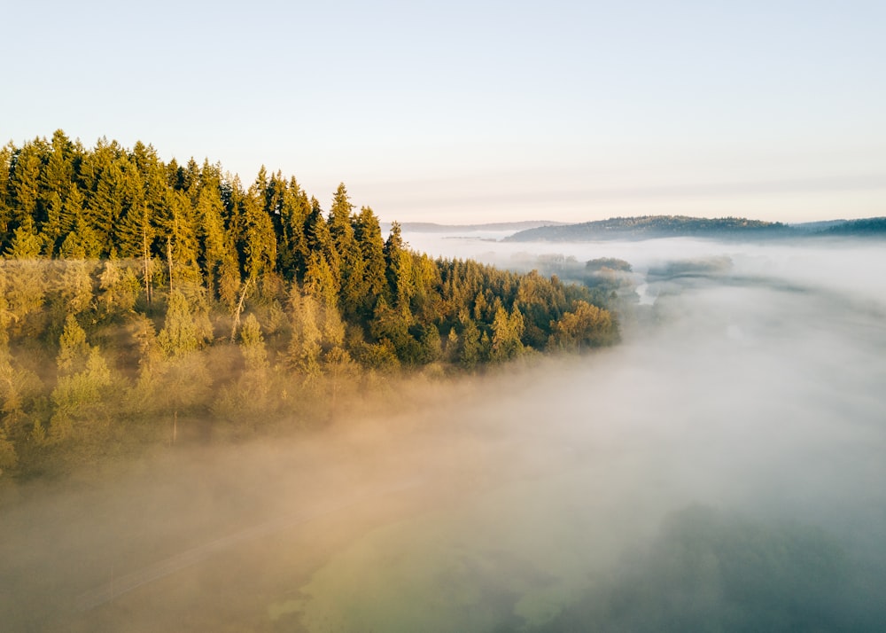 Photographie aérienne d’une forêt couverte de brouillard