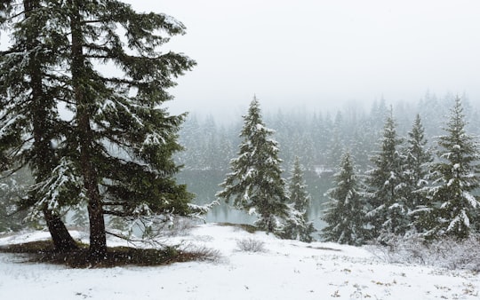 pine trees covered with snow in Easton United States