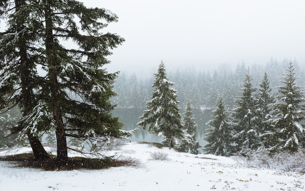 pine trees covered with snow