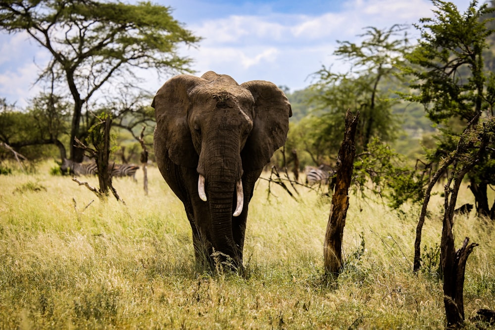 elefante negro en campo de hierba verde