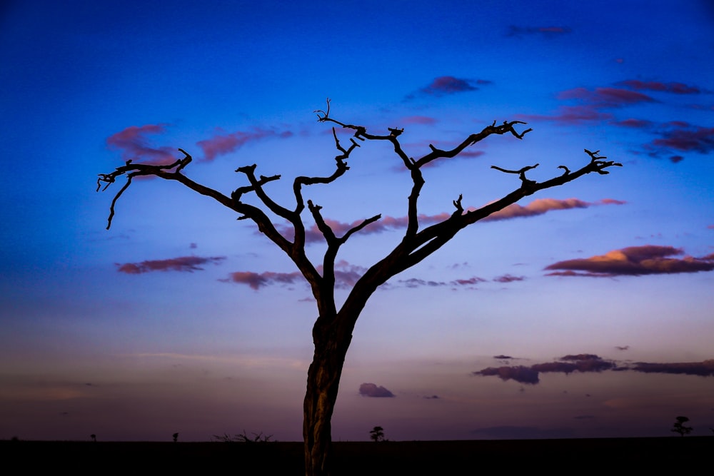 silhouette of tree during golden hour