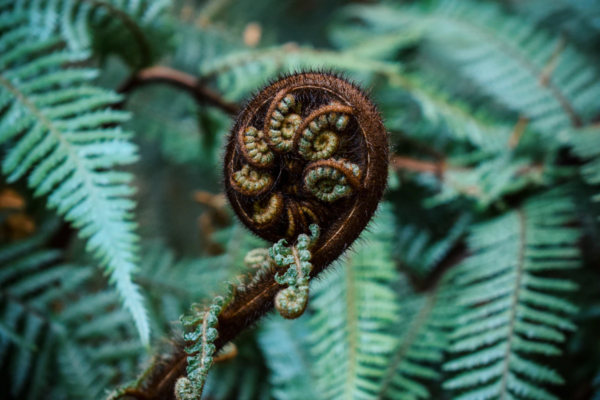 A curling fern frond spiral
