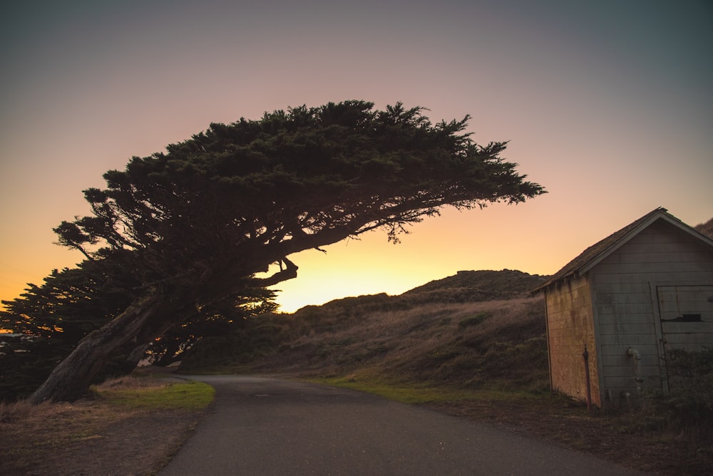 Árbol cerca de la casa