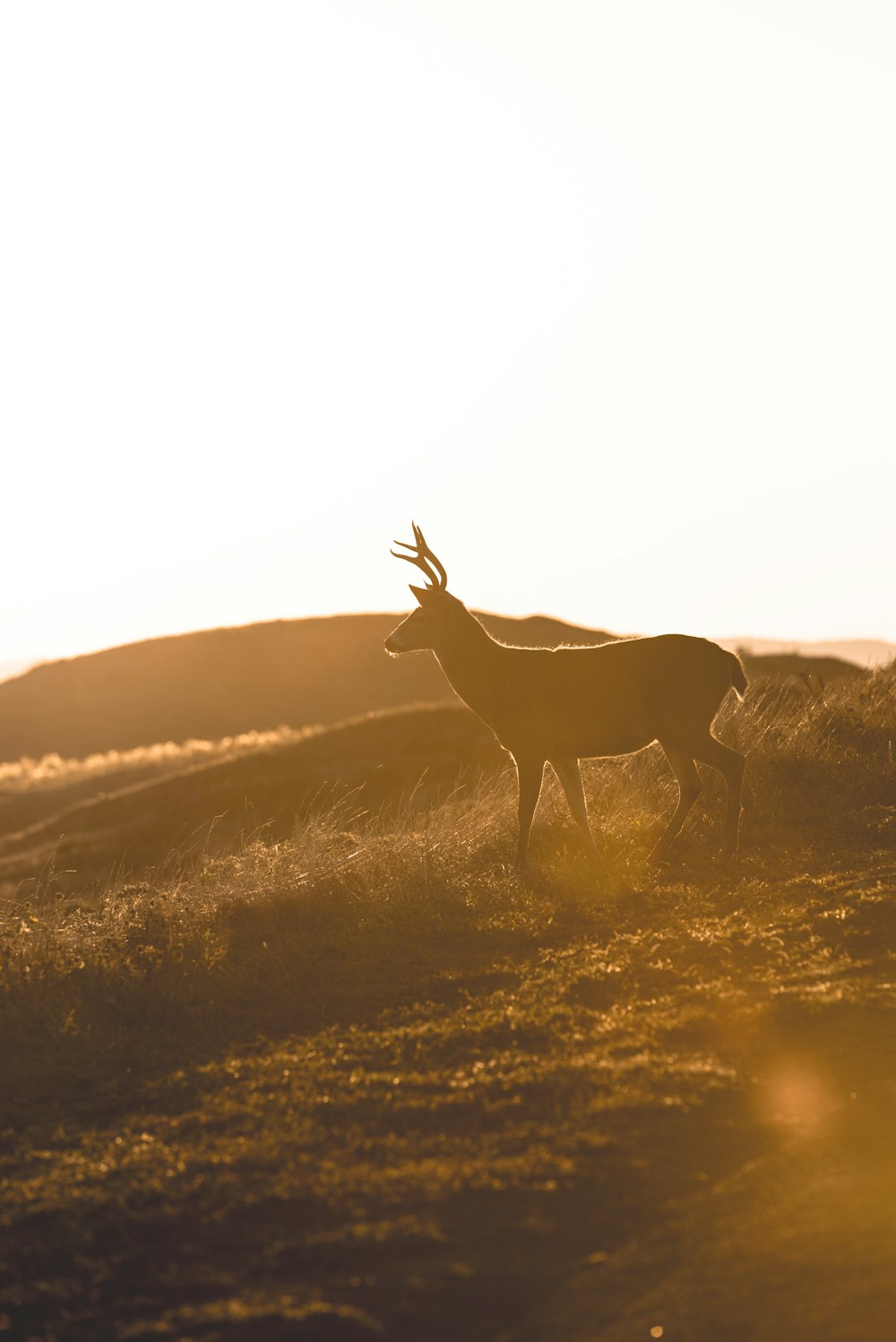 deer standing on grass field