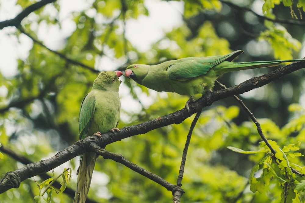 two green parrots perched on tree branch during daytime