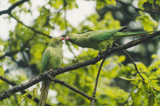 two green parrots perched on tree branch during daytime in Hyde Park United Kingdom