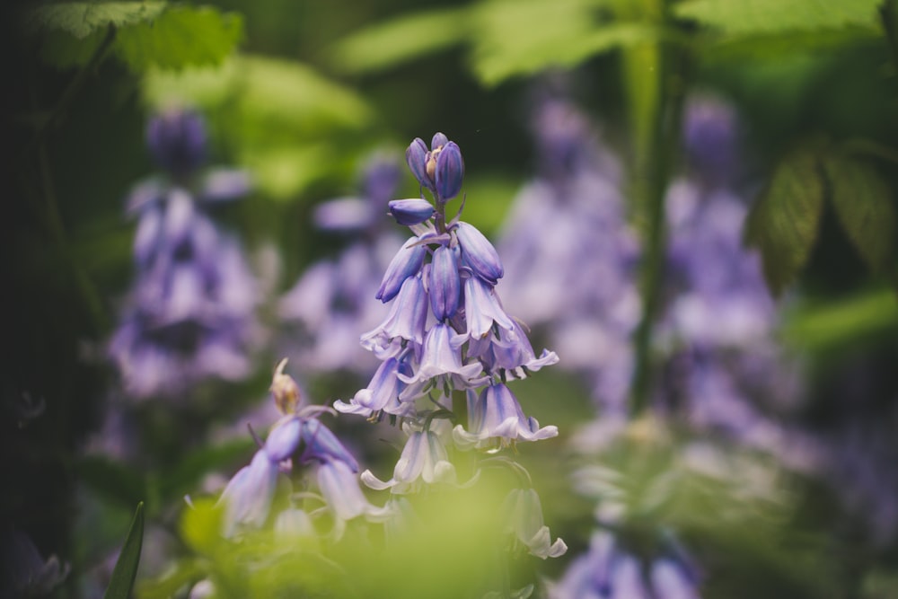 purple flowers