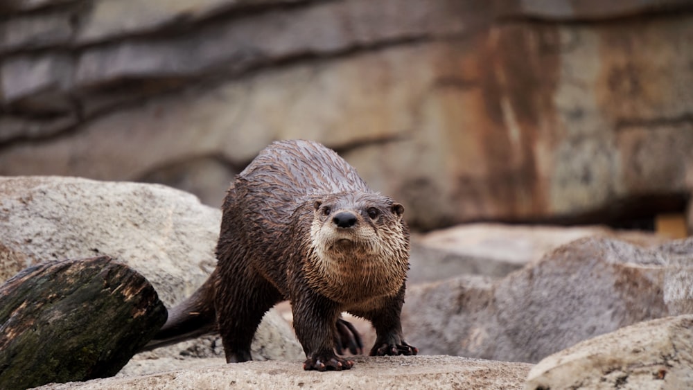 brown beaver standing on gray rocks during daytime