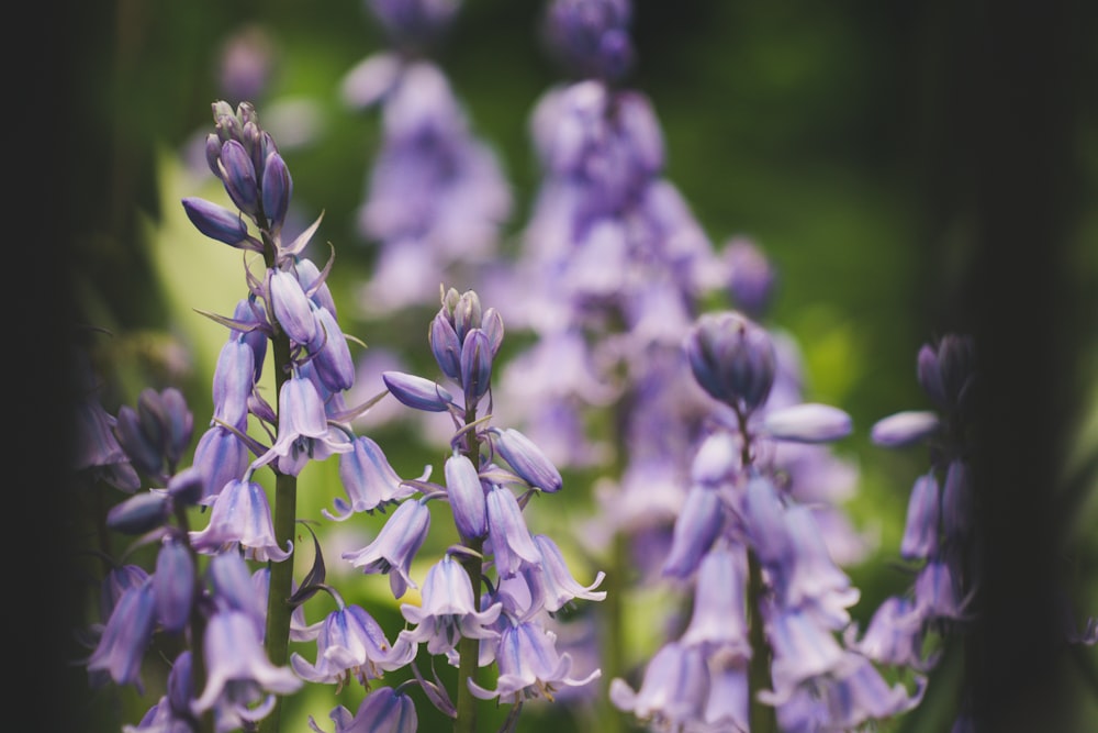 closeup photography of purple petaled flowes