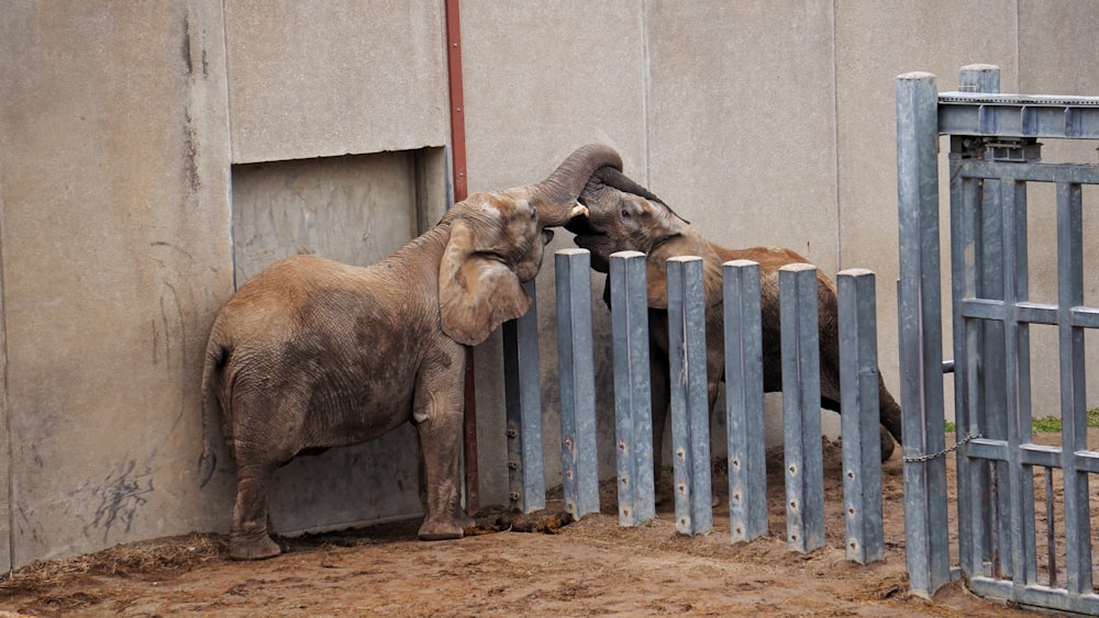 elefante de pie cerca de la valla