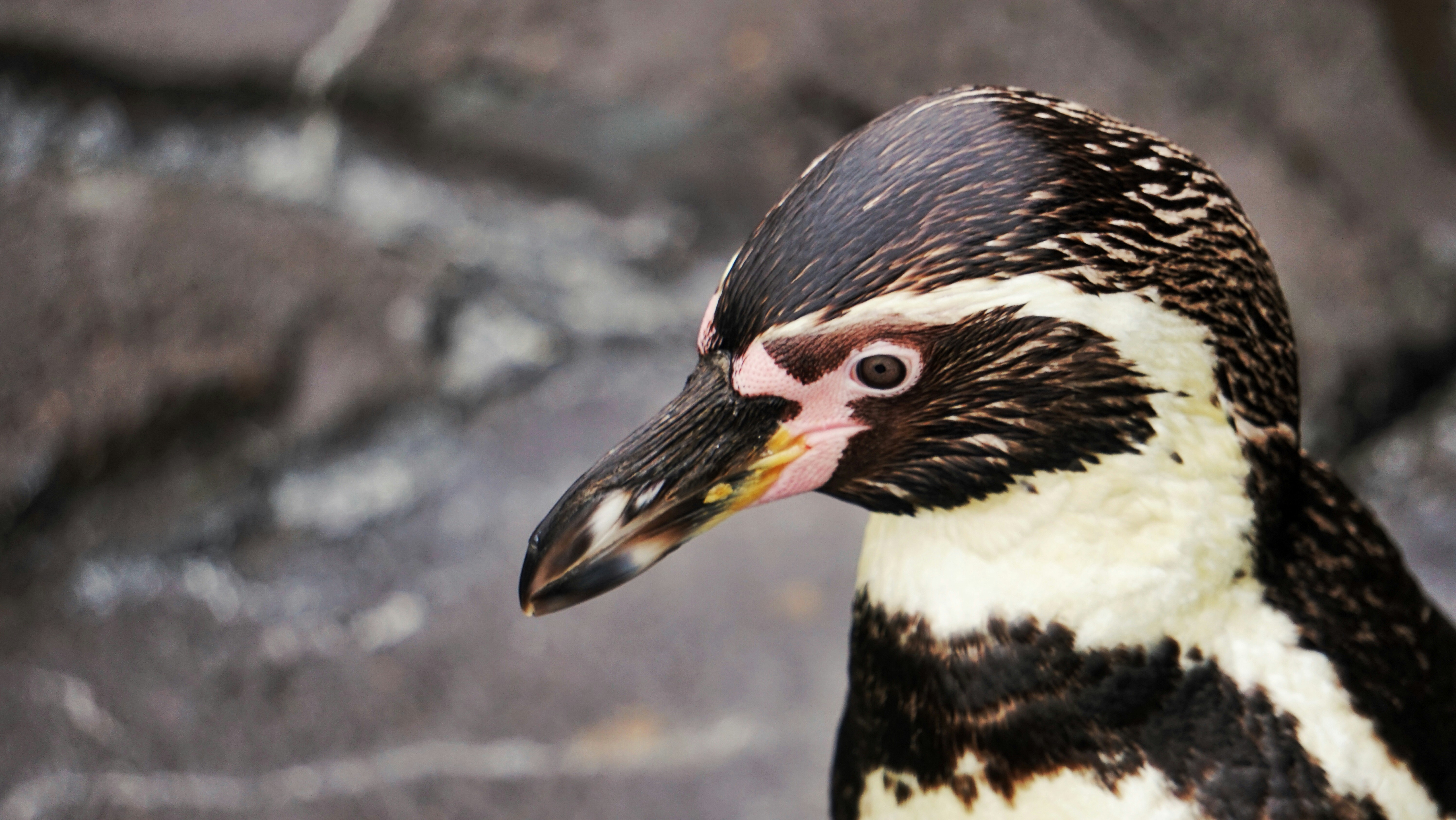 Schönbrunn Palace Penguins Stage Midnight Escape for Ice Cream