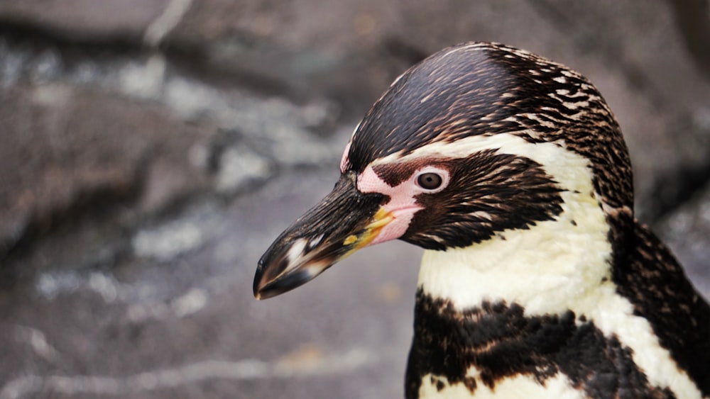 close up photo of black and white bird