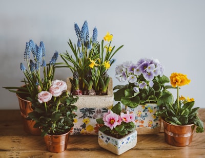 assorted-color petaled flowers in bloom pots google meet background