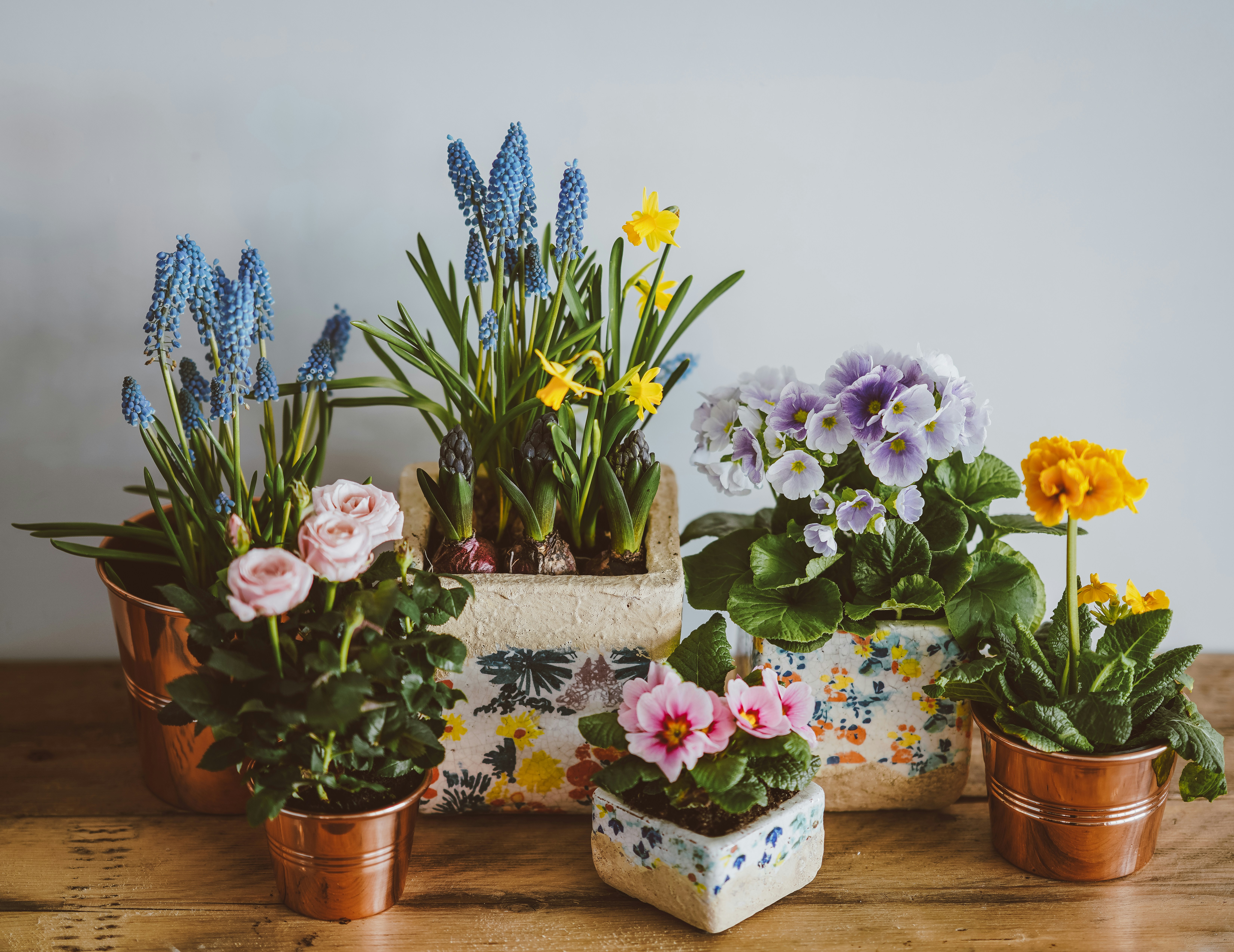 Pots of Spring flowers
