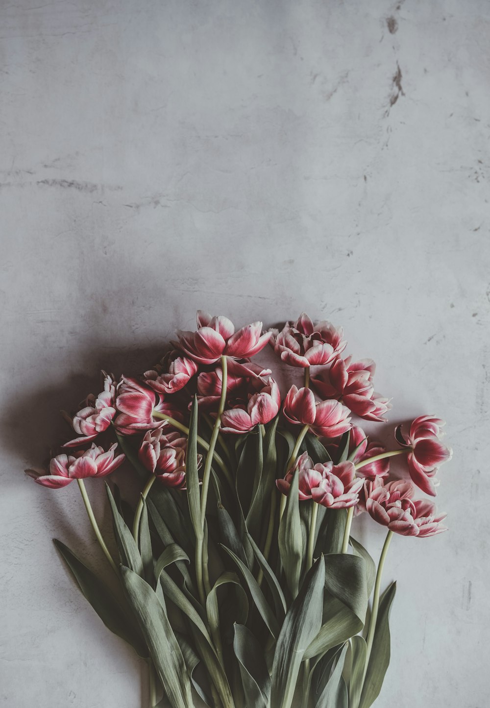 fleurs à pétales rouges et blancs sur une surface blanche