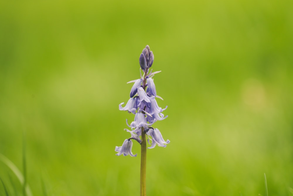 selective focus photography of purple flower