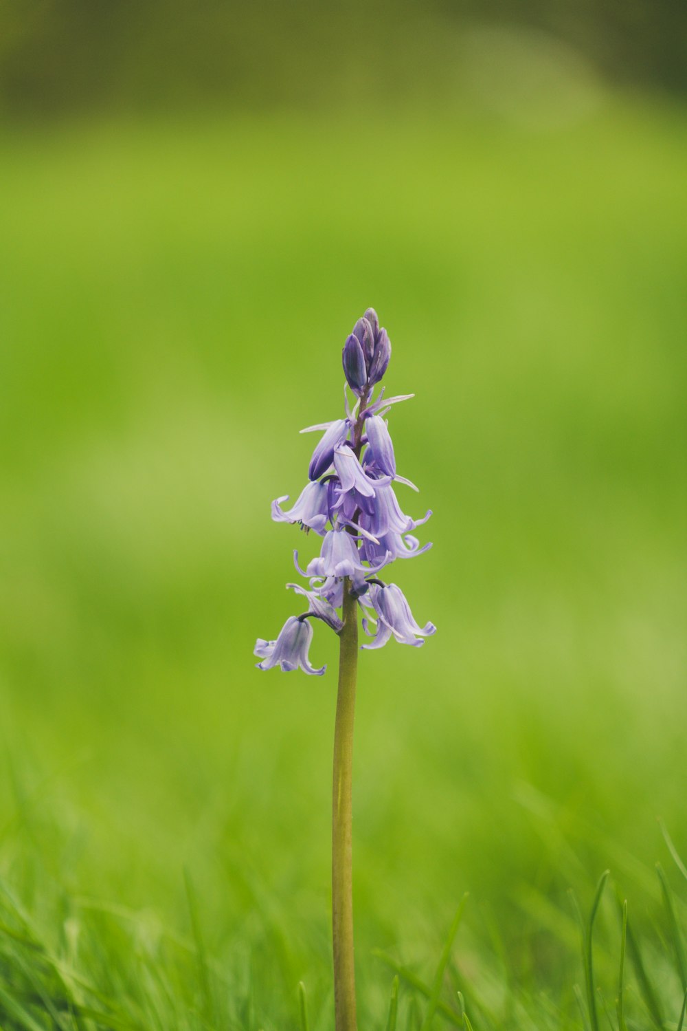 Selektive Fokusfotografie von lilablättrigen Blüten