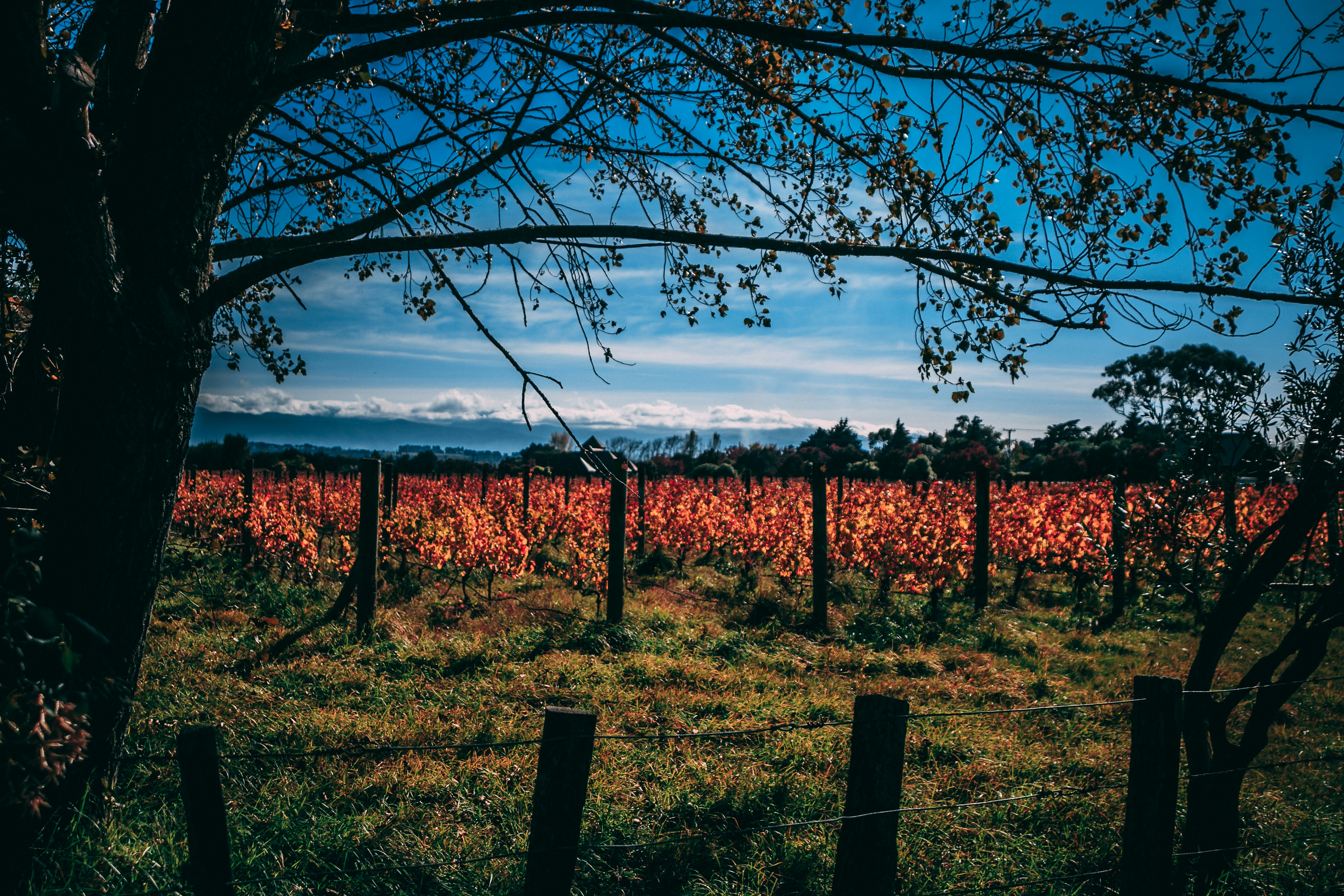 Оранжевый забор картинки