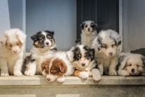 long-coated white puppy litter