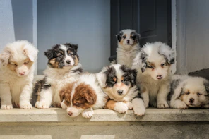 long-coated white puppy litter