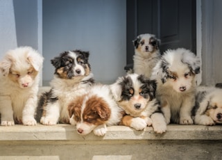 long-coated white puppy litter