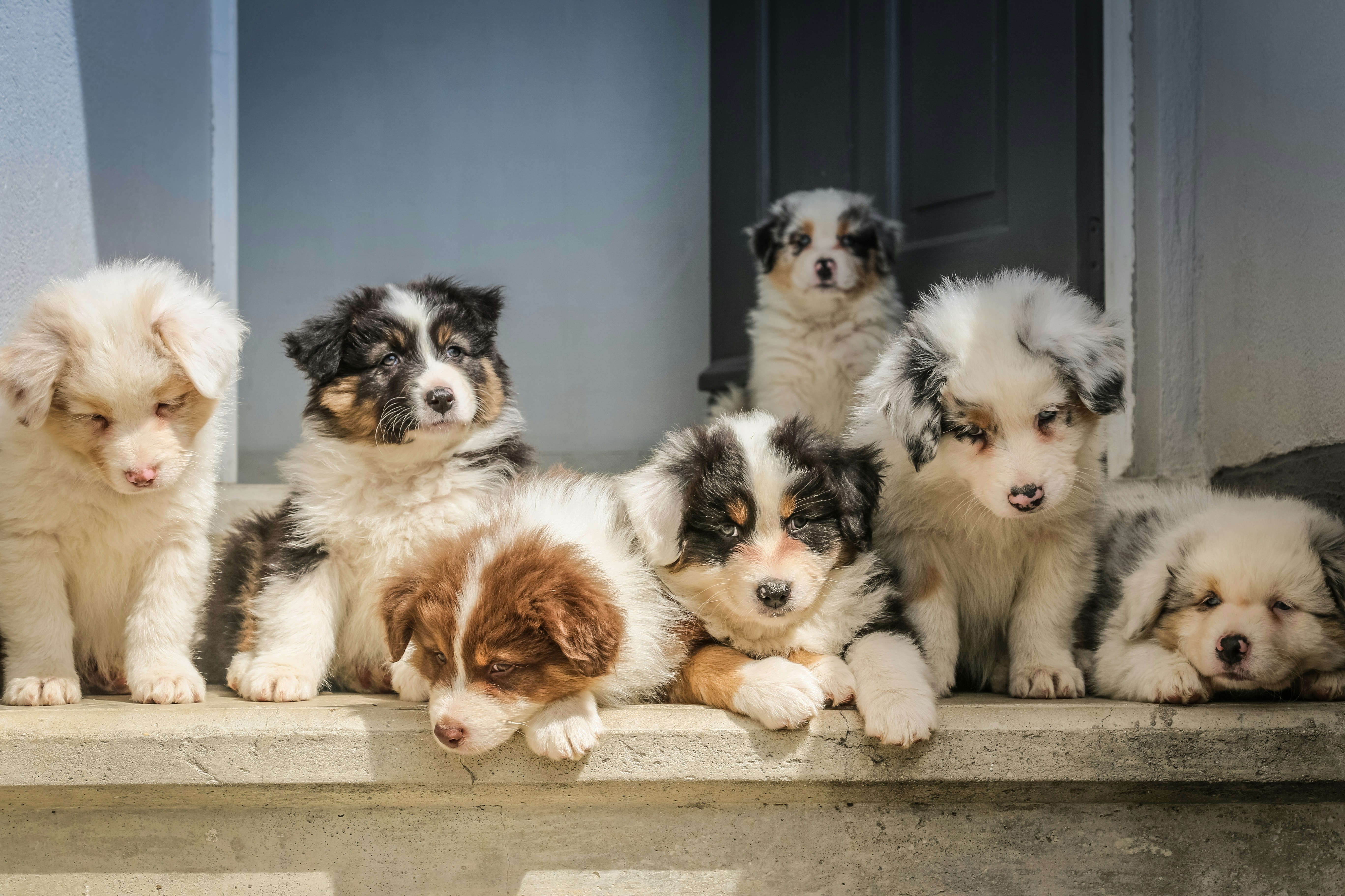Urban Potty Training: How To Potty Train A Puppy In An Apartment Setting