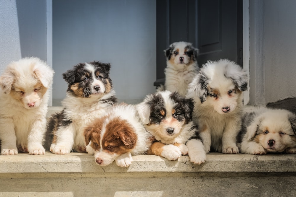 ninhada de filhote de cachorro branco de pelagem longa