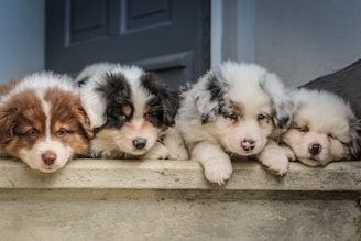 Four fluffy puppies with various coat colors are lying down on a concrete surface. They appear relaxed and sleepy, with their heads resting on their paws. The puppies have a mix of white, brown, and black fur.