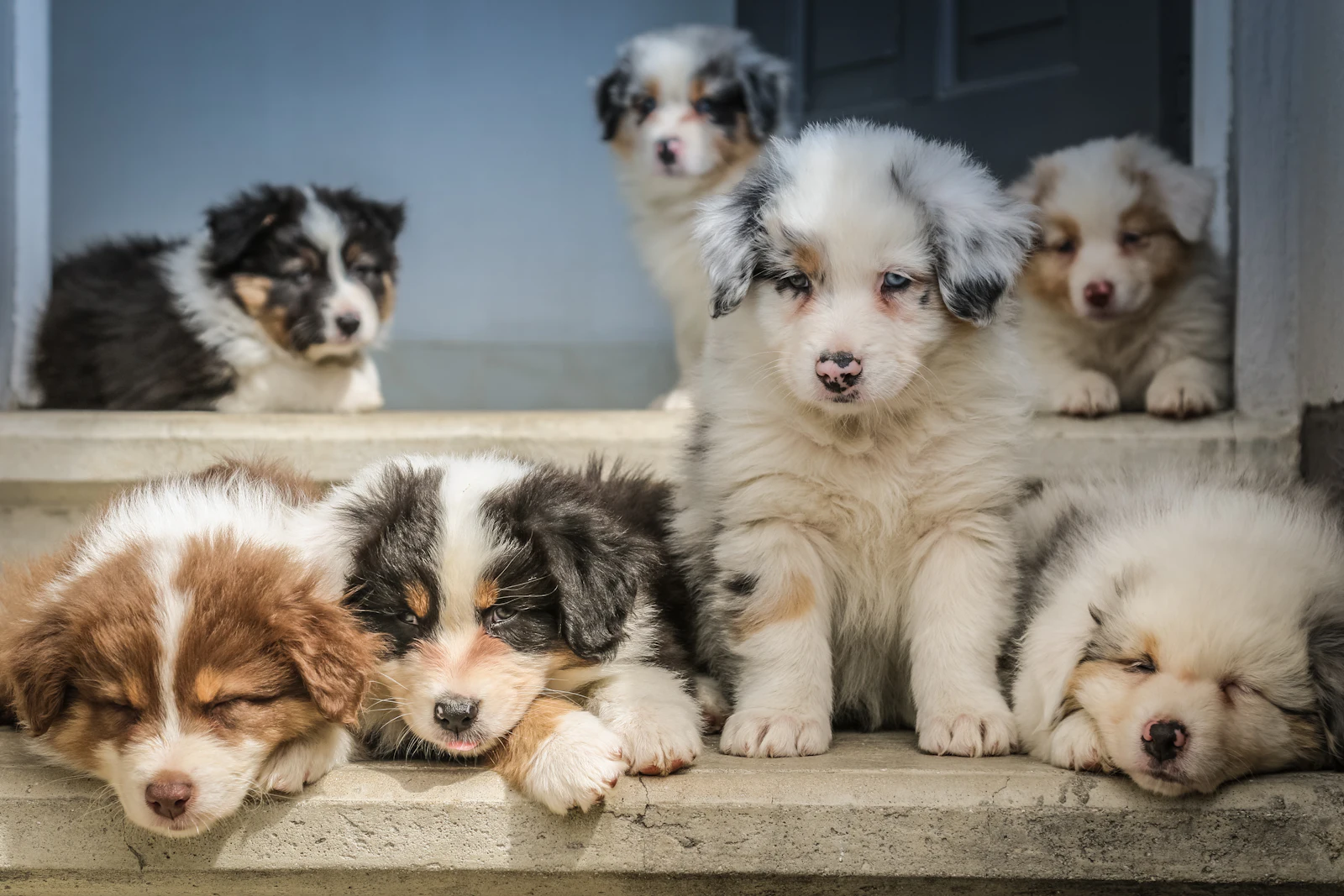 Dogs socializing at an outdoor patio in Toronto