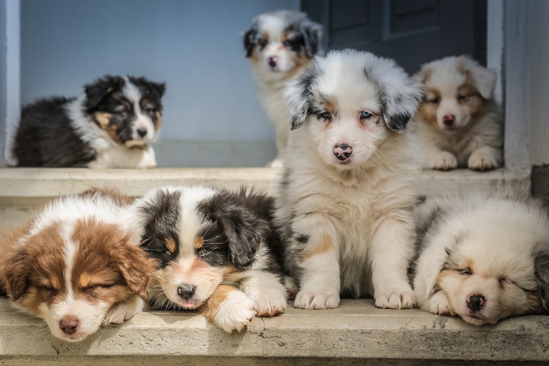 Seven sleepy fluffy pups - making the lifetime commitment to a pet