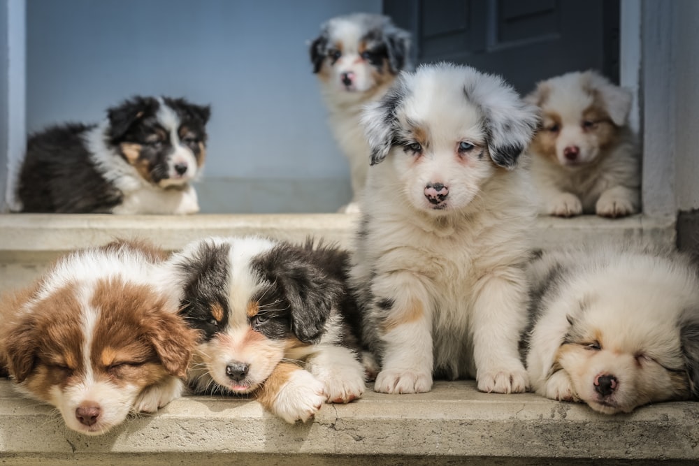 quatro filhotes de cachorro de cores variadas na janela