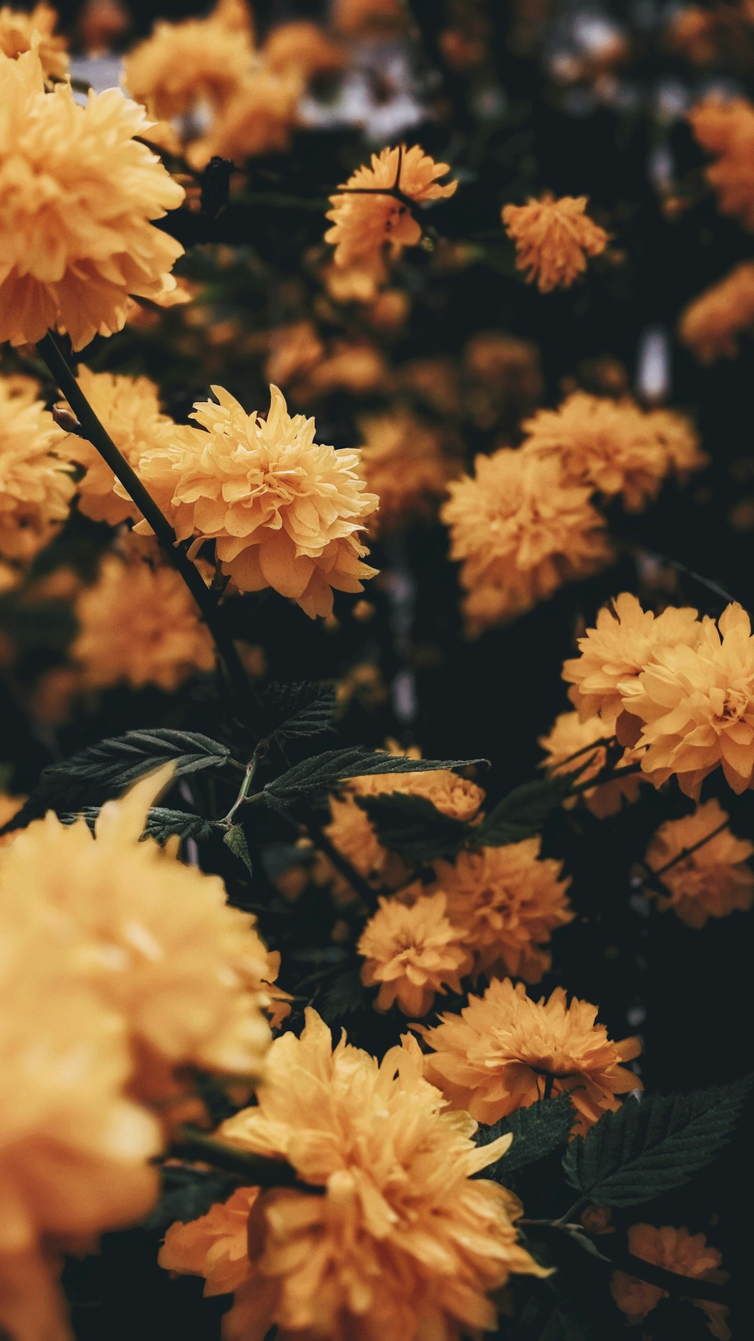 yellow flower with green leaf