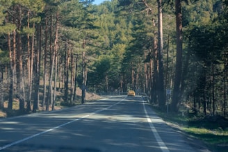 A winding scenic drive through dense pine forests with golden sunlight filtering through.