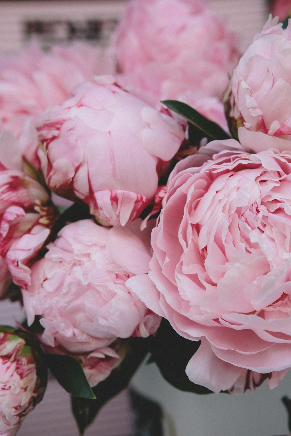 Fotografía de enfoque selectivo de flor de pétalos rosados