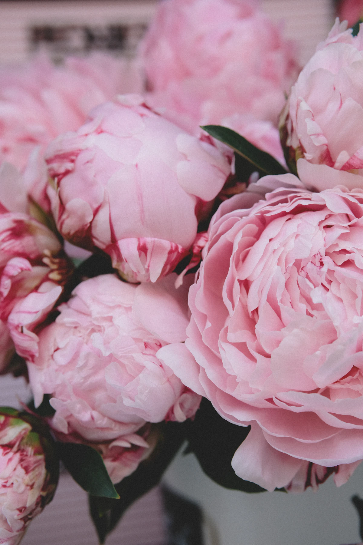Adaline · pale pink peonies and ranunculus