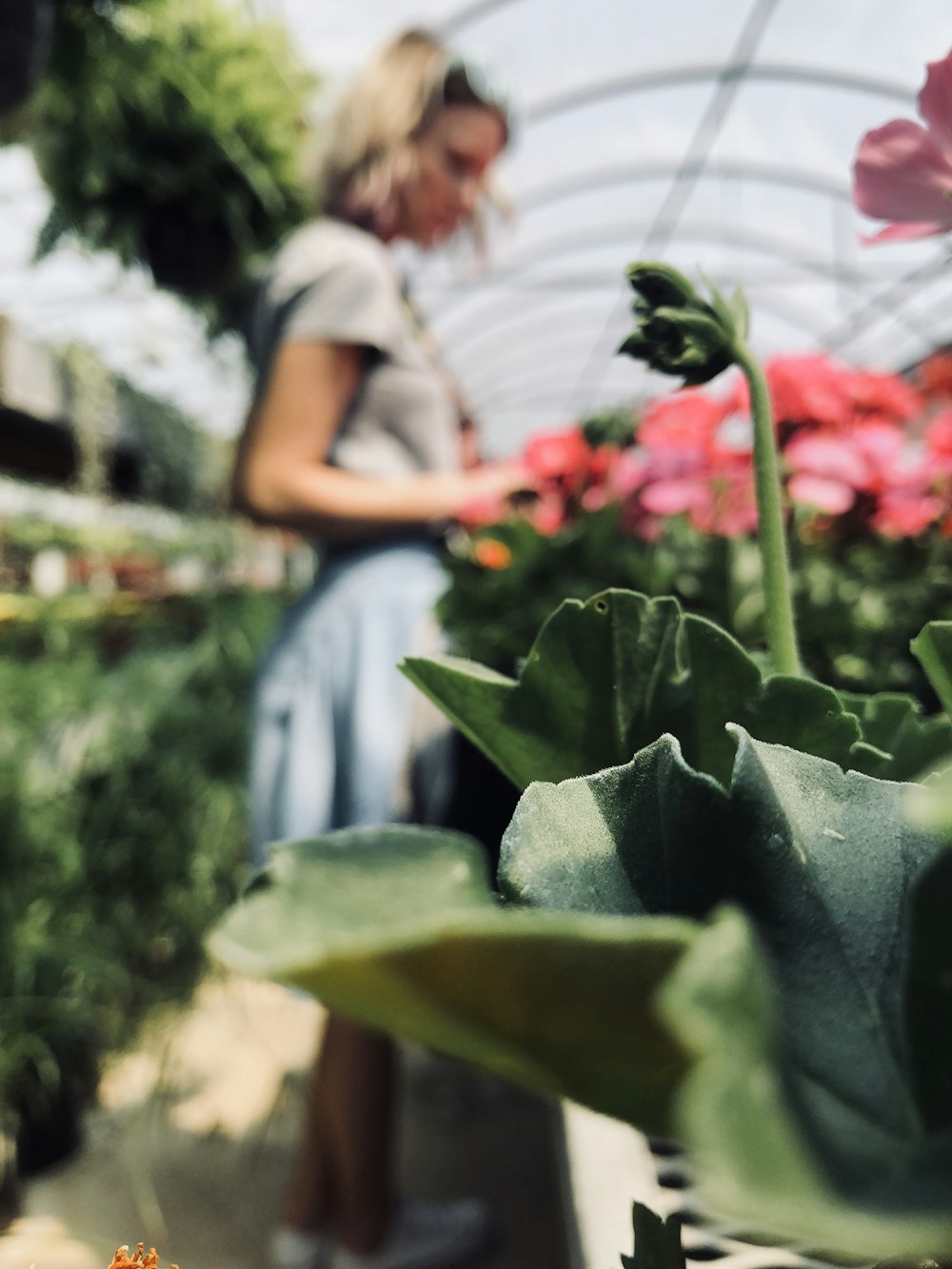 woman caring for flowers