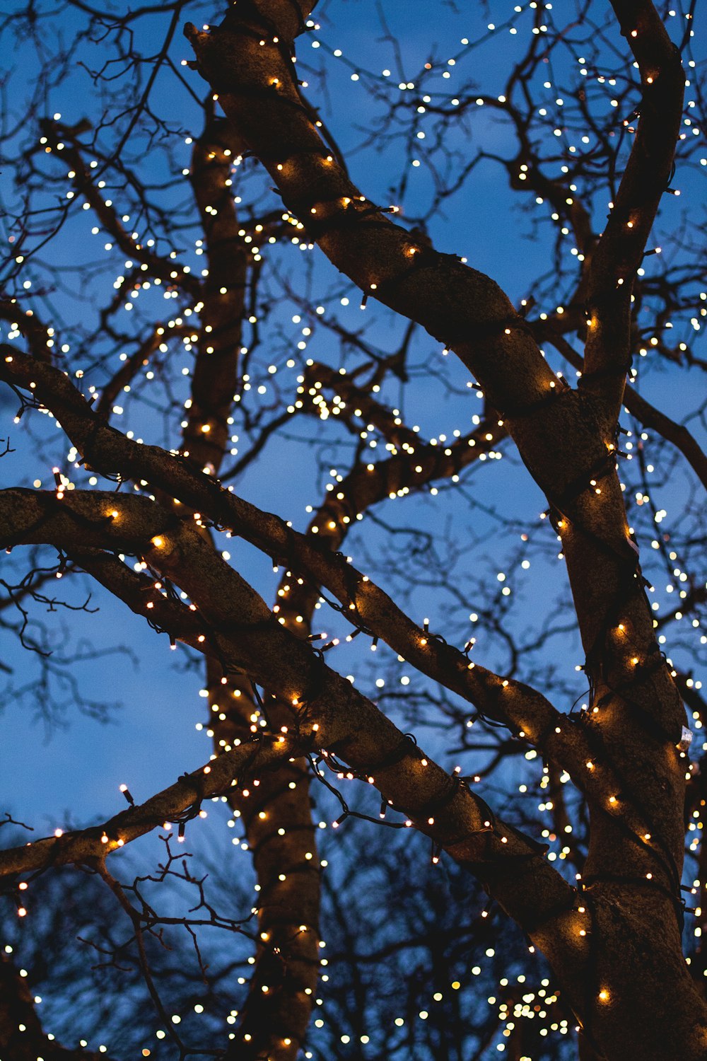 bare tree with yellow string lights