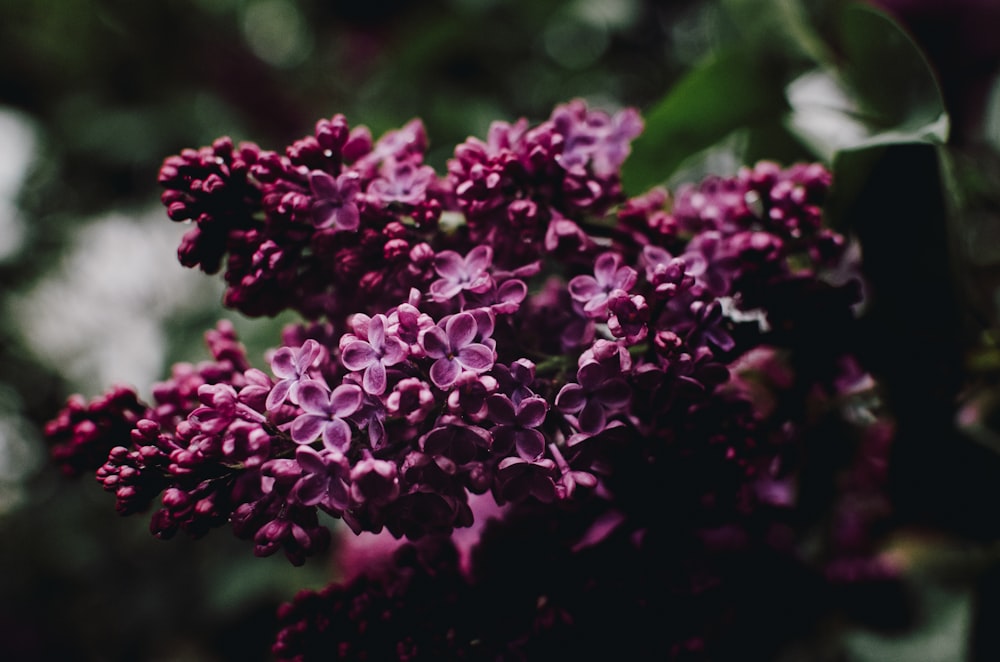 closeup photo of purple petaled flowers