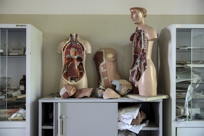 Two anatomical models displaying the human torso are positioned on a cabinet. Cabinets on either side hold various medical supplies and material, with some shelves visible through glass doors. Loose anatomical parts, including a heart and sections of the torso, are scattered around.