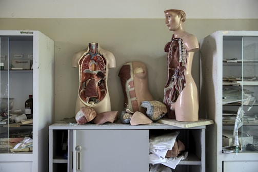 Two anatomical models displaying the human torso are positioned on a cabinet. Cabinets on either side hold various medical supplies and material, with some shelves visible through glass doors. Loose anatomical parts, including a heart and sections of the torso, are scattered around.