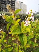 Close-up of fresh, healthy leaves and blooming flowers in a condominium garden.