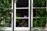 A playful cat in a cute pink dress posing by a sunny window with plants.