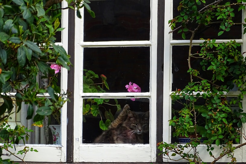 A cozy indoor cat perched on a sunny windowsill surrounded by plants.