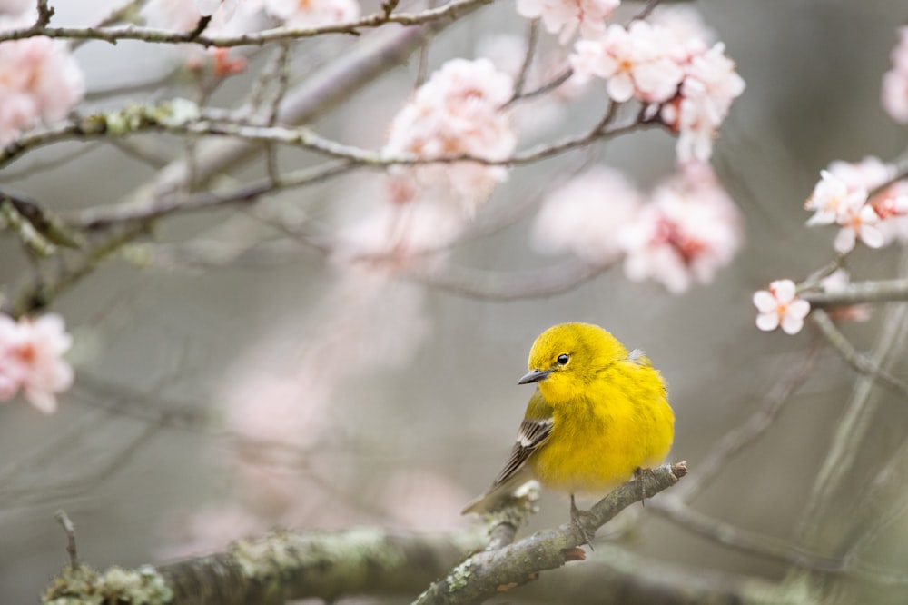 Fotografía de enfoque selectivo de pájaro amarillo en la rama de un árbol