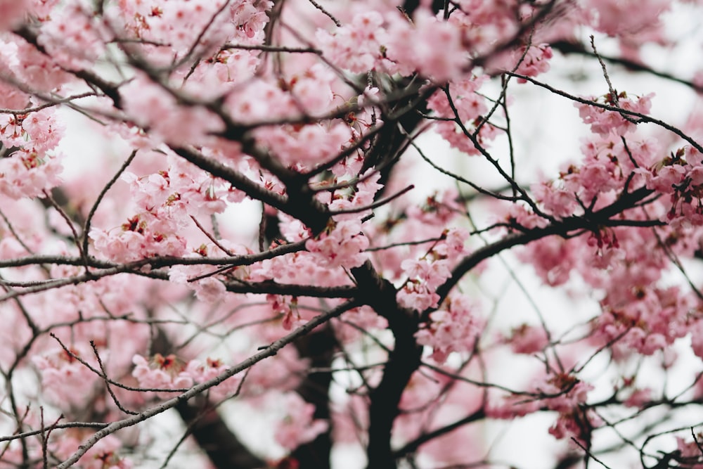 albero di ciliegio in fiore