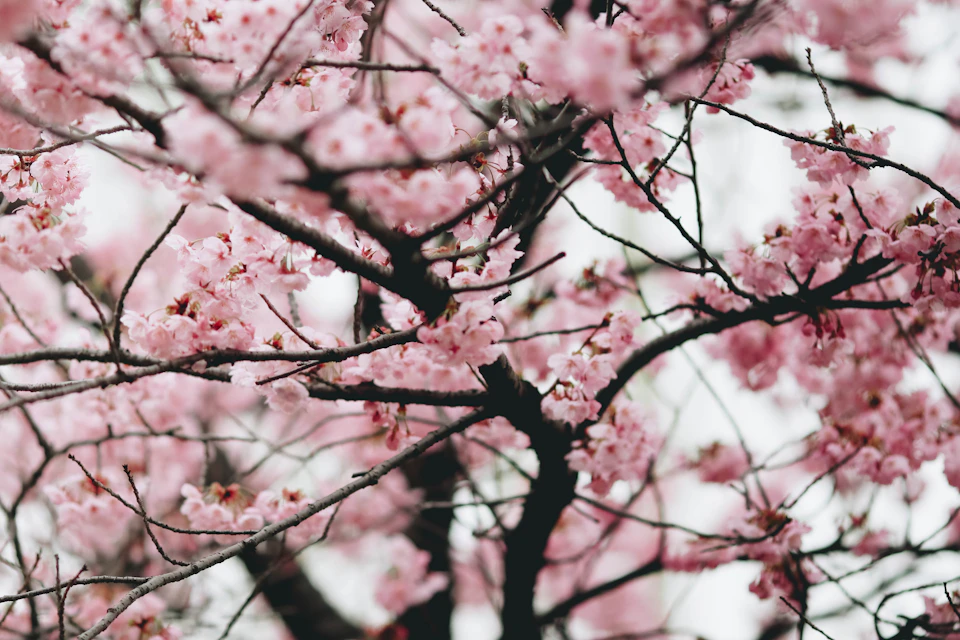 Close-up view of cherry blossom tree with vibrant green leaves and numerous branches