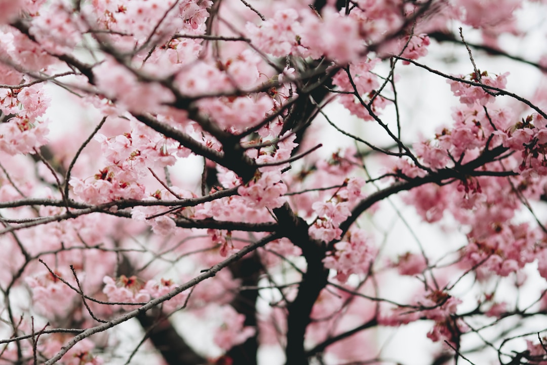 Hanami Festival 2022
